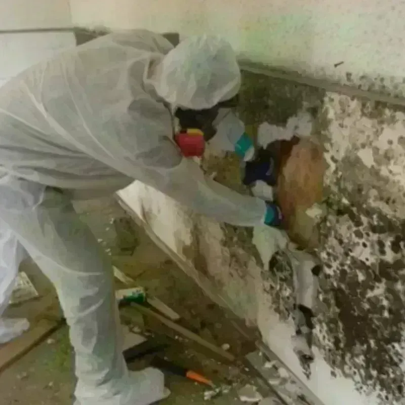 Mold Remediation and Removal in Blue Mound, IL